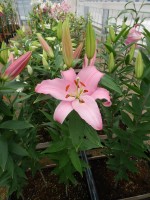 [5526 PO26 Think Pink No01.JPG]